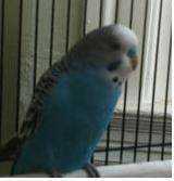 Lost Parakeet