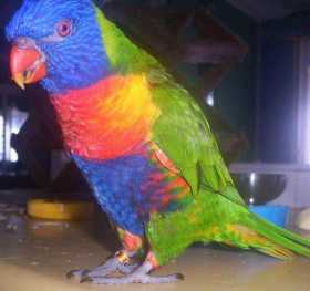 Lost Lory / Lorikeet