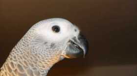 Lost African Grey