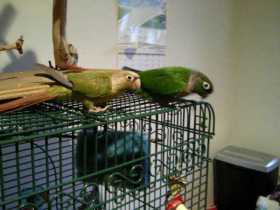 Lost Conure