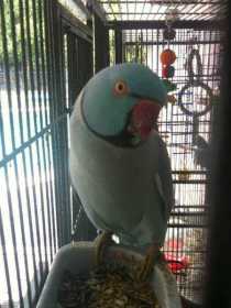 Lost Indian Ringneck Parakeet