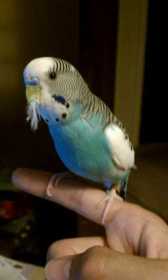 Lost Parakeet