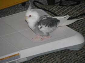 Lost Cockatiel