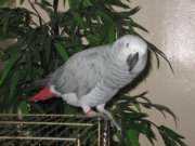 Lost African Grey