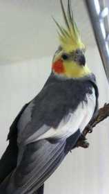Lost Cockatiel