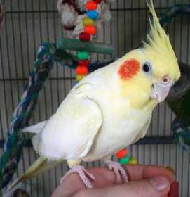 Lost Cockatiel