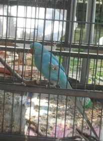 Lost Indian Ringneck Parakeet
