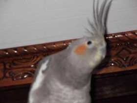 Lost Cockatiel