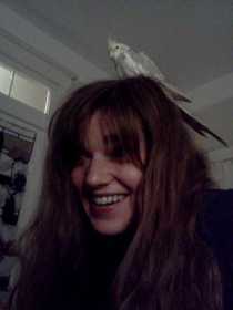 Lost Cockatiel
