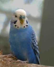 Lost Parakeet