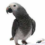 Lost African Grey