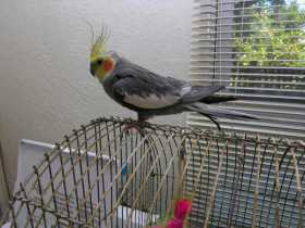 Lost Cockatiel