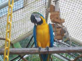Lost Macaw