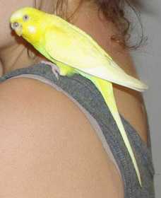Lost Budgerigar
