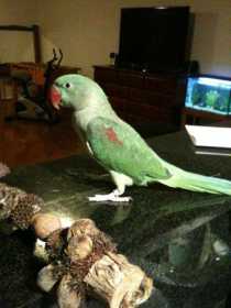 Lost Alexandrine