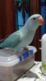 Lost Indian Ringneck Parakeet