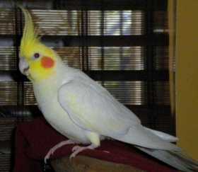 Lost Cockatiel