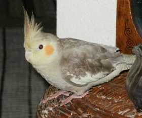 Lost Cockatiel