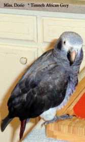 Lost African Grey