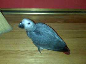 Lost African Grey