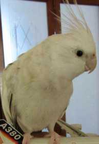 Lost Cockatiel