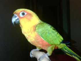 Lost Conure