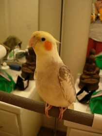 Lost Cockatiel