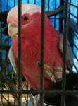 Lost Galah Cockatoo