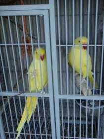 Lost Indian Ringneck Parakeet