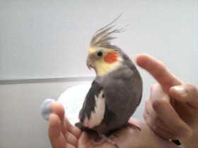 Lost Cockatiel