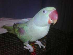 Lost Alexandrine
