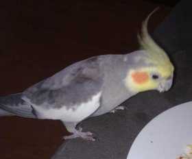 Lost Cockatiel