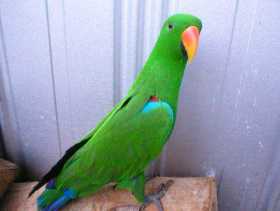 Lost Eclectus