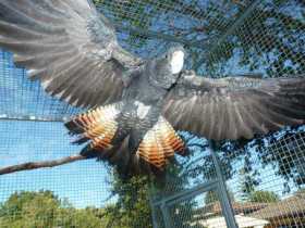 Lost Cockatoo