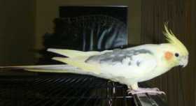 Lost Cockatiel