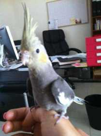 Lost Cockatiel