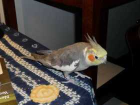 Lost Cockatiel