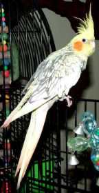 Lost Cockatiel