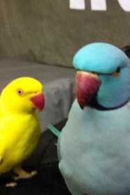 Lost Indian Ringneck Parakeet