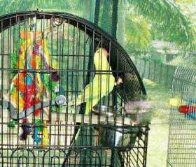 Lost Indian Ringneck Parakeet