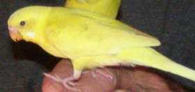 Lost Parakeet