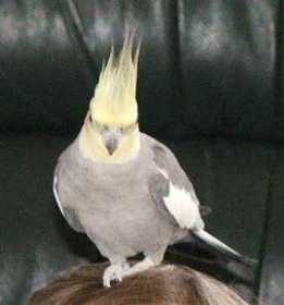 Lost Cockatiel