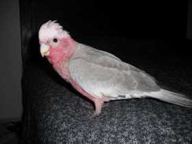 Lost Galah Cockatoo