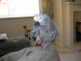 Lost African Grey