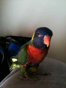 Lost Lory / Lorikeet