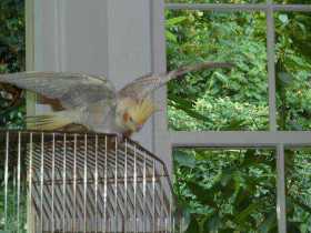 Lost Cockatiel