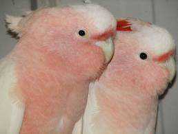Lost Major Mitchell Cockatoo