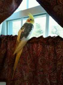 Lost Cockatiel