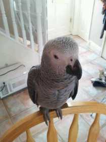 Lost African Grey