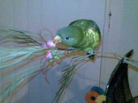 Lost Lory / Lorikeet